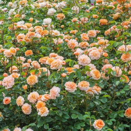 Port Sunlight Trandafir Englezesc Floribunda butași trandafiri de grădină