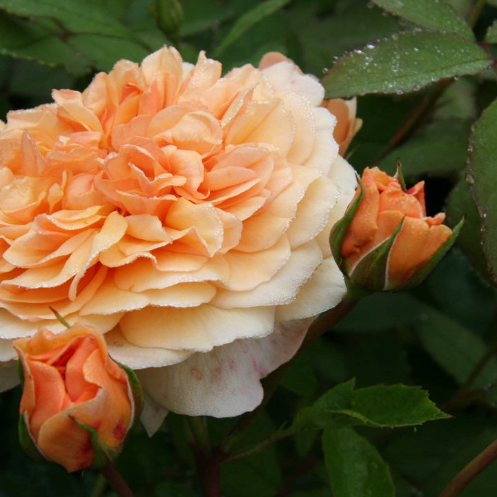 Port Sunlight Trandafir Englezesc Floribunda butași trandafiri de grădină