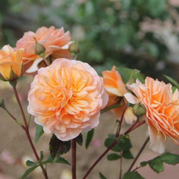 Port Sunlight Trandafir Englezesc Floribunda butași trandafiri de grădină