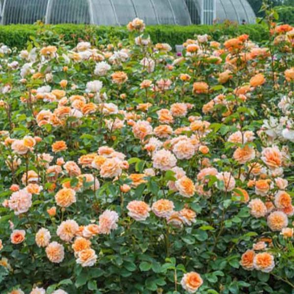 Port Sunlight Trandafir Englezesc Floribunda butași trandafiri de grădină