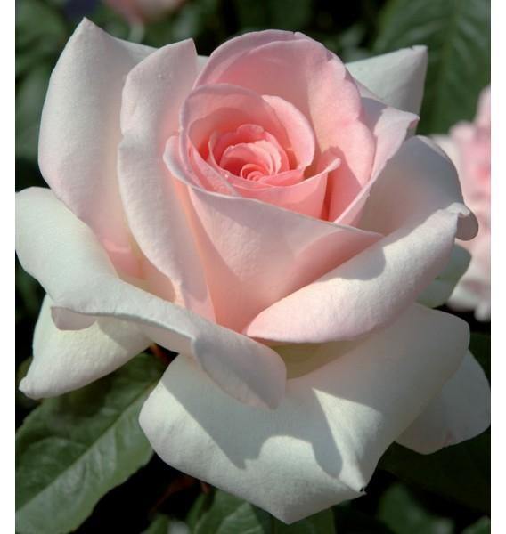 Prince Jardinier Trandafir Teahibrid butași trandafiri de grădină