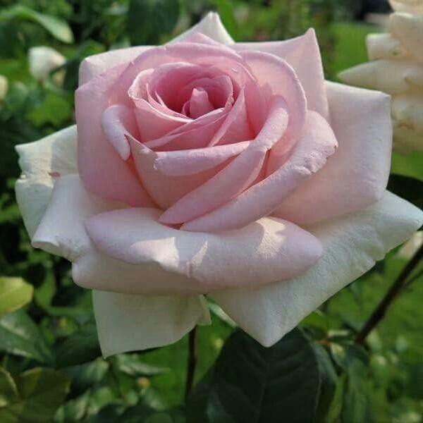 Prince Jardinier Trandafir Teahibrid butași trandafiri de grădină