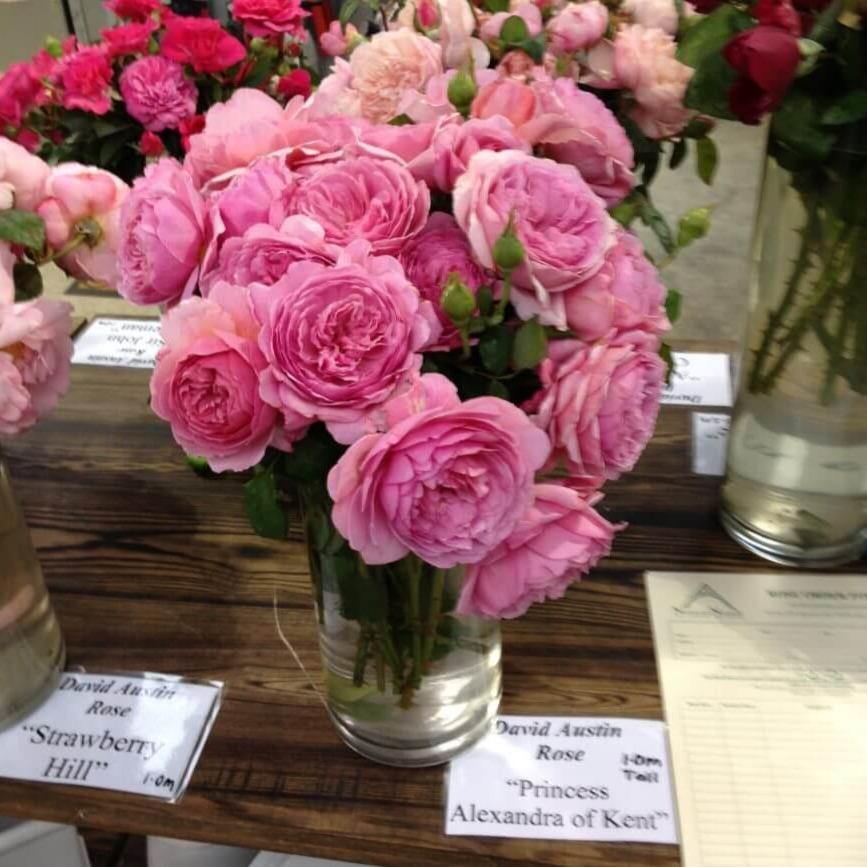 Princess Alexandra of Kent Trandafir Englezesc Floribunda butași trandafiri de grădină