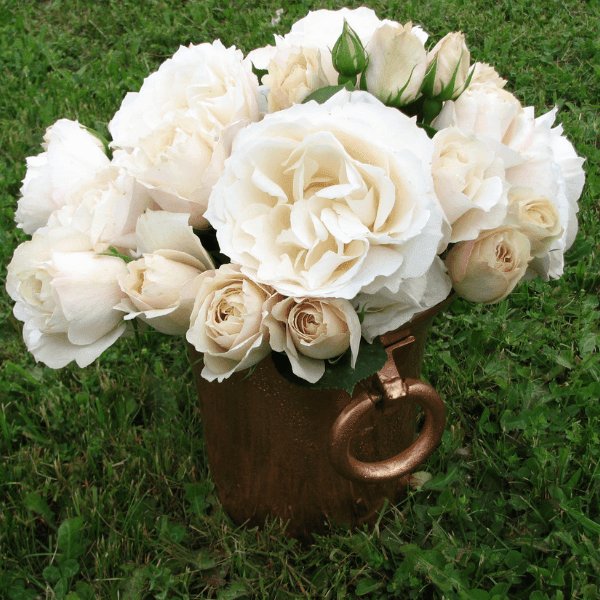 Princess Astrid de Belgique Trandafir Teahibrid butași trandafiri de grădină