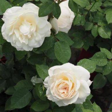 Princess Astrid de Belgique Trandafir Teahibrid butași trandafiri de grădină