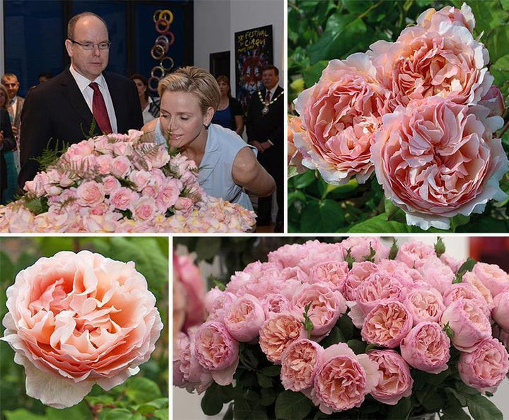 Princesse Charlene de Monaco Trandafir Teahibrid butași trandafiri de grădină