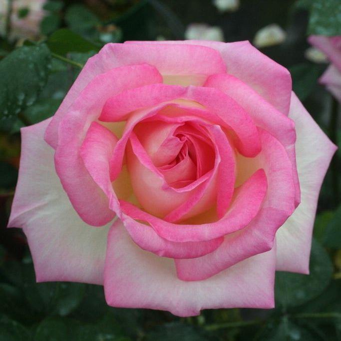 Princesse de Monaco Butasi trandafiri de gradina butași trandafiri de grădină