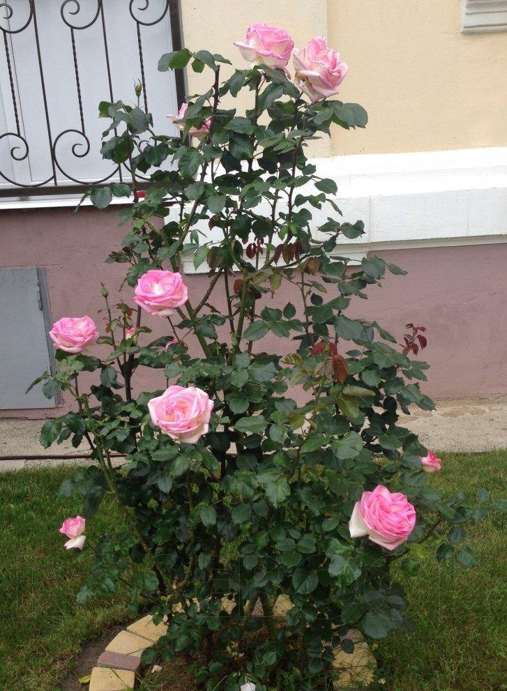 Princesse de Monaco Butasi trandafiri de gradina butași trandafiri de grădină