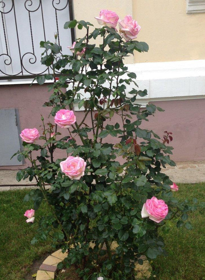 Princesse de Monaco Butasi trandafiri de gradina butași trandafiri de grădină