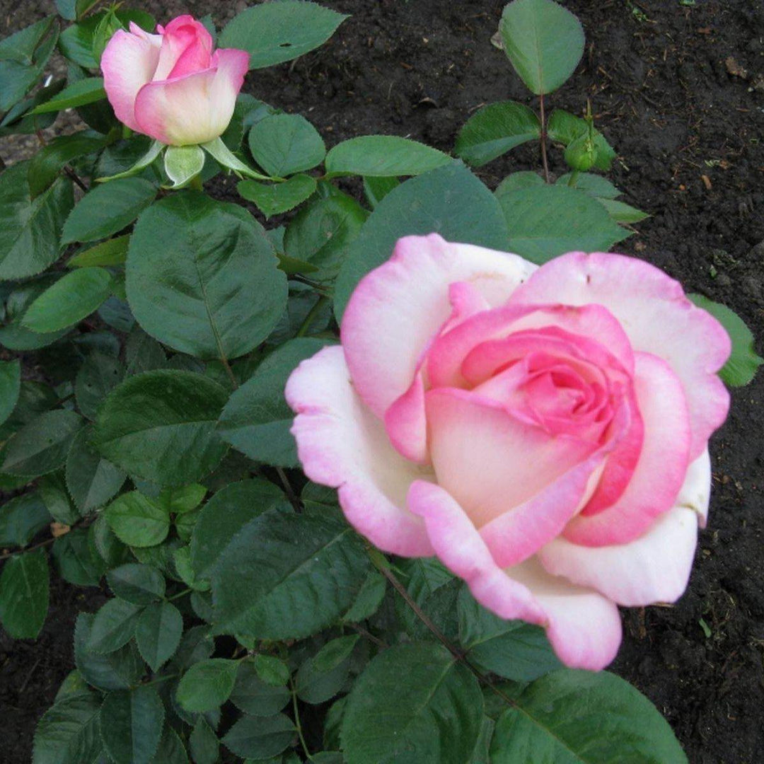 Princesse de Monaco Butasi trandafiri de gradina butași trandafiri de grădină