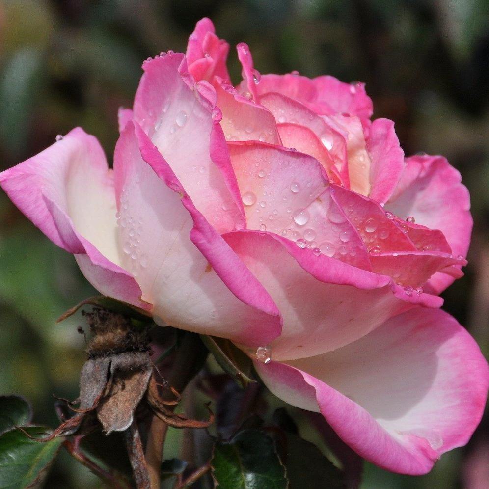 Princesse de Monaco Butasi trandafiri de gradina butași trandafiri de grădină