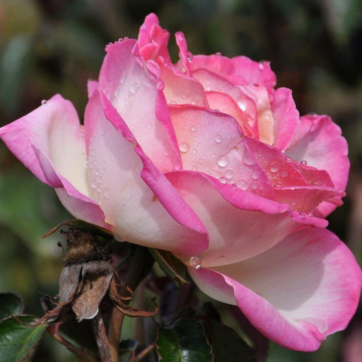 Princesse de Monaco Butasi trandafiri de gradina butași trandafiri de grădină