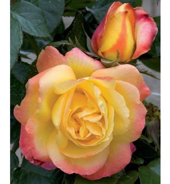 Pullman Orient Express Butasi trandafiri de gradina butași trandafiri de grădină