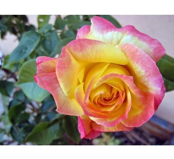 Pullman Orient Express Butasi trandafiri de gradina butași trandafiri de grădină