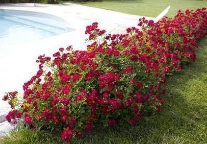 Red Drift Butasi trandafiri de gradina butași trandafiri de grădină