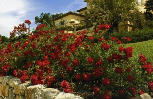 Red Drift Butasi trandafiri de gradina butași trandafiri de grădină