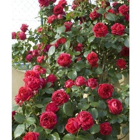 Red Eden Rose (Eric Tabarly) Trandafir Cățărător Urcător butași trandafiri de grădină