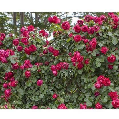 Red Eden Rose (Eric Tabarly) Trandafir Cățărător Urcător butași trandafiri de grădină