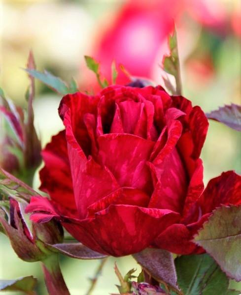 Red Intuition Trandafir Teahibrid butași trandafiri de grădină