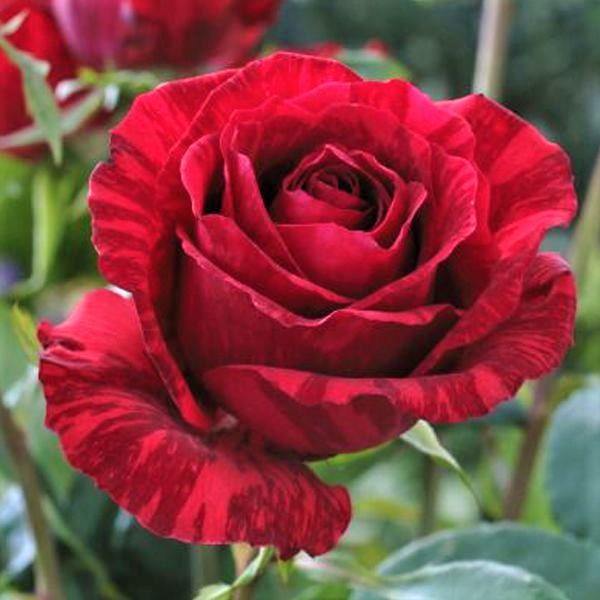 Red Intuition Trandafir Teahibrid butași trandafiri de grădină