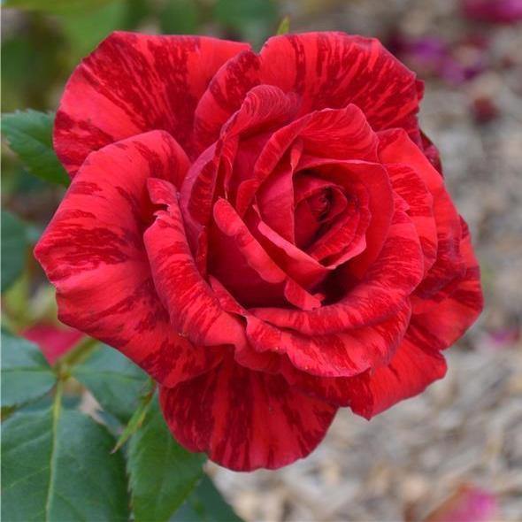 Red Intuition Trandafir Teahibrid butași trandafiri de grădină