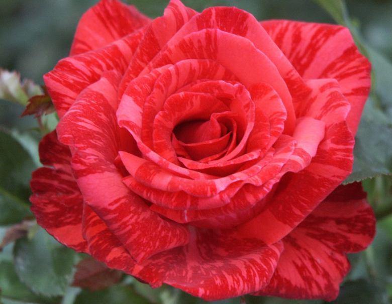 Red Intuition Trandafir Teahibrid butași trandafiri de grădină