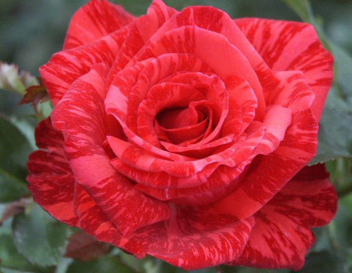 Red Intuition Trandafir Teahibrid butași trandafiri de grădină