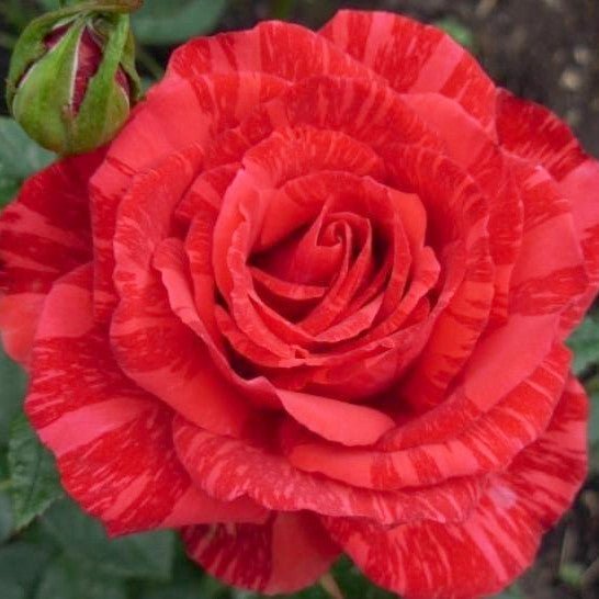 Red Intuition Trandafir Teahibrid butași trandafiri de grădină