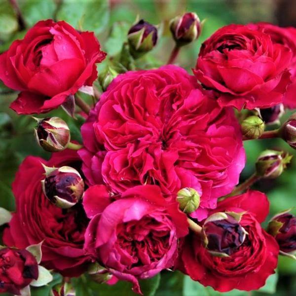 Red Leonardo da Vinci Trandafir Floribunda butași trandafiri de grădină