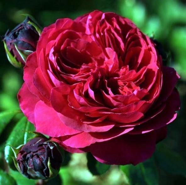 Red Leonardo da Vinci Trandafir Floribunda butași trandafiri de grădină