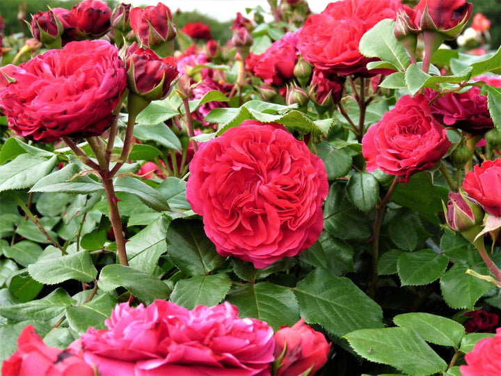 Red Leonardo da Vinci Trandafir Floribunda butași trandafiri de grădină
