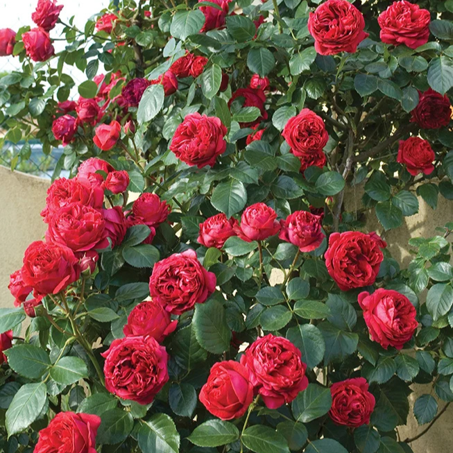 Famous Roses