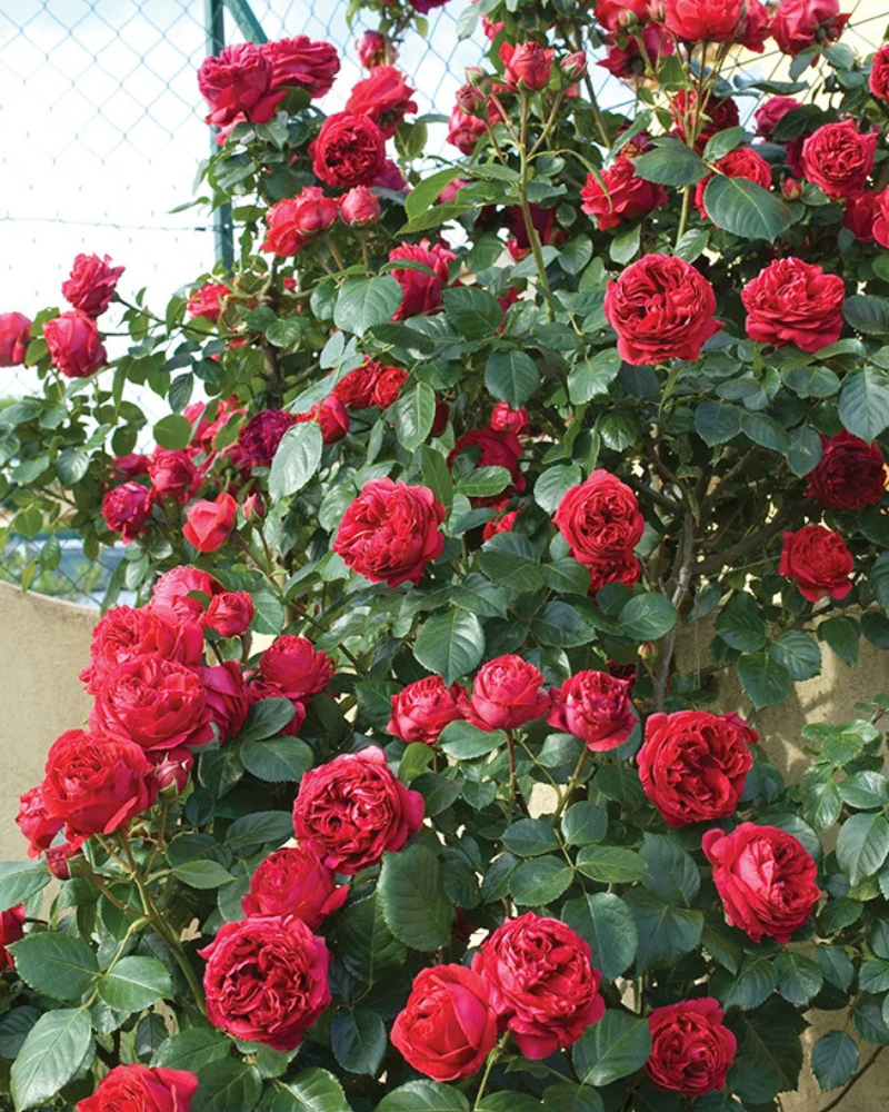 Famous Roses