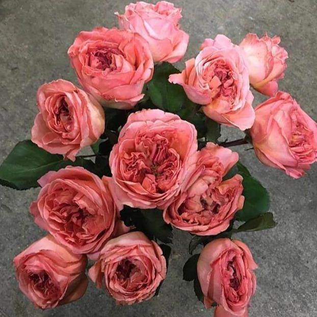 Rene Goscinny Trandafir Teahibrid butași trandafiri de grădină