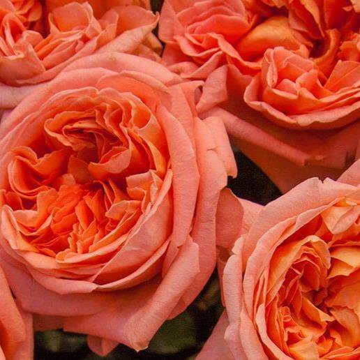 Rene Goscinny Trandafir Teahibrid butași trandafiri de grădină