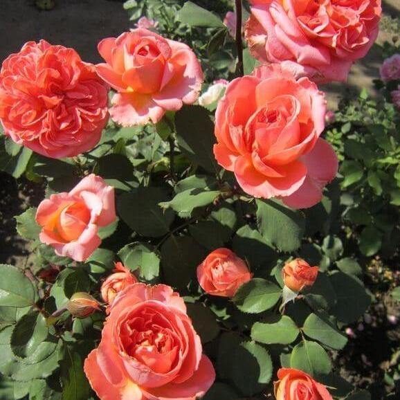 Rene Goscinny Trandafir Teahibrid butași trandafiri de grădină