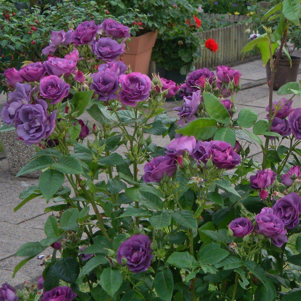 Rhapsody in Blue Trandafir Floribunda butași trandafiri de grădină
