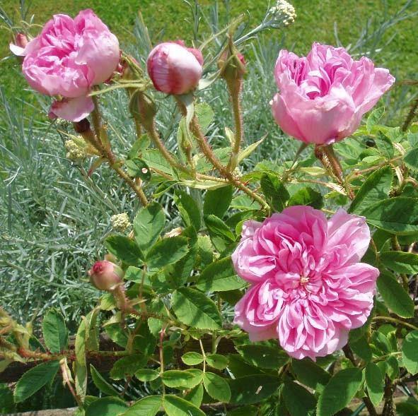 Rosa Damascena Trigintipetala Trandafir pentru dulceata si ulei esential butași trandafiri de grădină