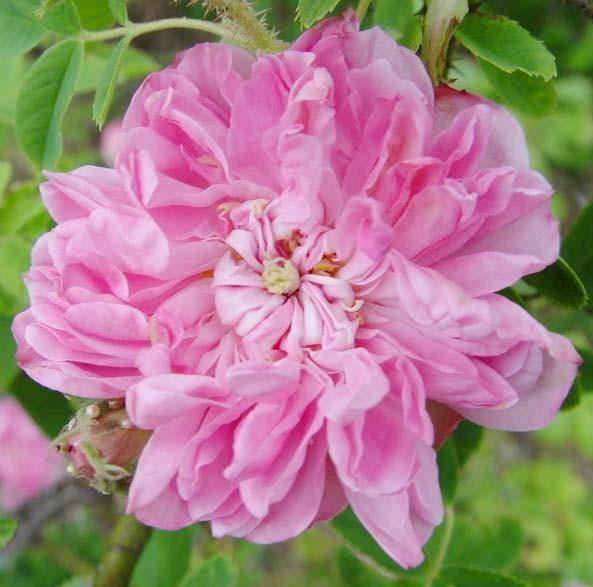 Rosa Damascena Trigintipetala Trandafir pentru dulceata si ulei esential butași trandafiri de grădină