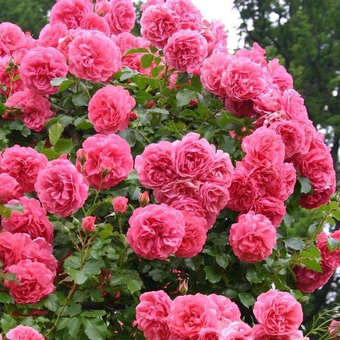 Rosarium Uetersen Trandafir Cățărător Urcător butași trandafiri de grădină