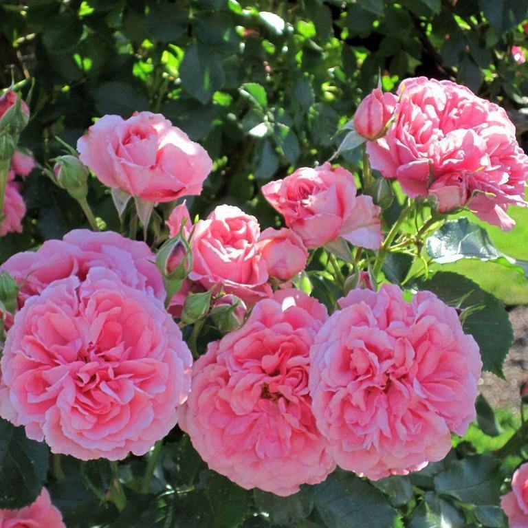 Rosarium Uetersen Trandafir Cățărător Urcător butași trandafiri de grădină