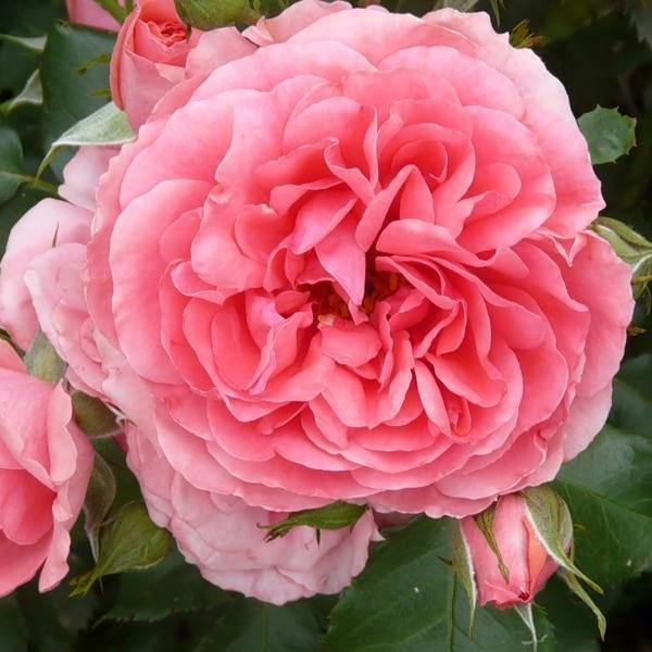 Rosarium Uetersen Trandafir Cățărător Urcător butași trandafiri de grădină