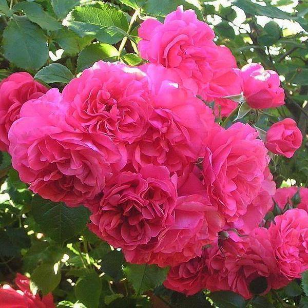 Rosarium Uetersen Trandafir Cățărător Urcător butași trandafiri de grădină