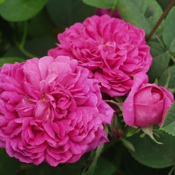 Rose de Rescht Butași trandafiri de gradină butași trandafiri de grădină