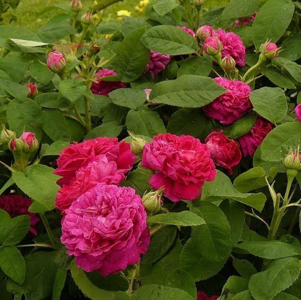 Rose de Rescht Butași trandafiri de gradină butași trandafiri de grădină