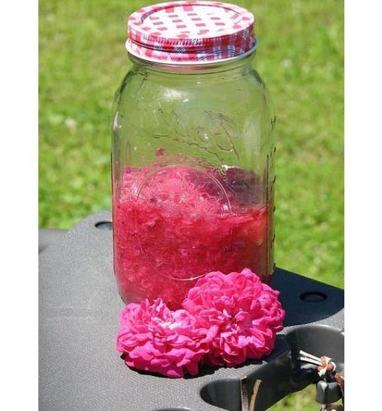 Rose de Rescht Butași trandafiri de gradină butași trandafiri de grădină