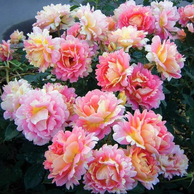 Rose des Cisterciens Trandafir Floribunda butași trandafiri de grădină