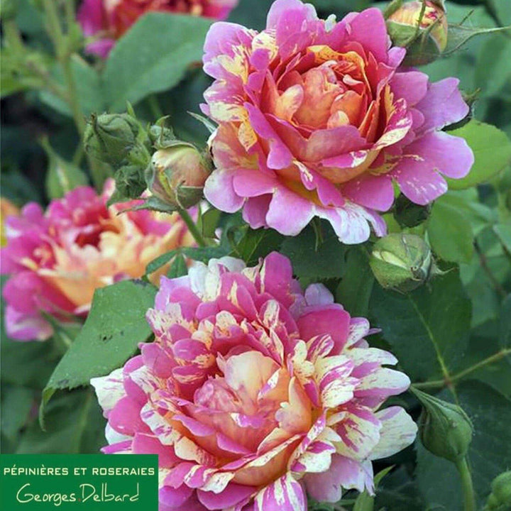 Rose des Cisterciens Trandafir Floribunda butași trandafiri de grădină