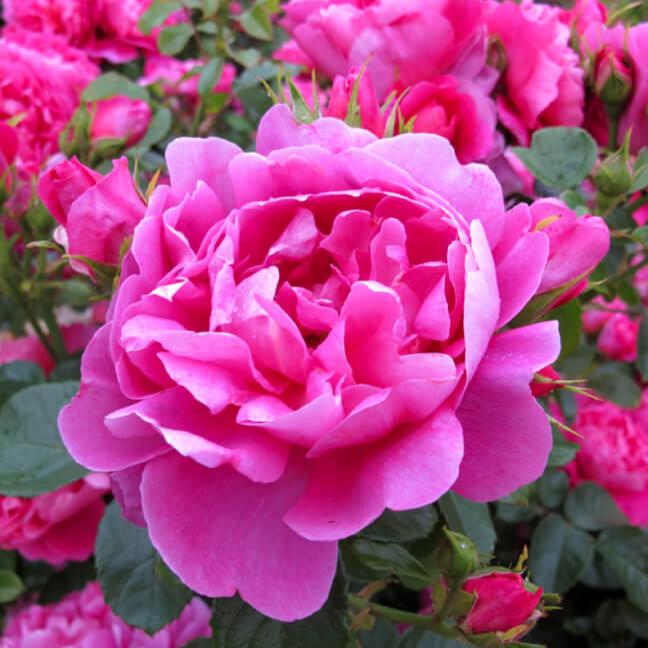 Royal Jubilee Trandafir Englezesc Floribunda butași trandafiri de grădină