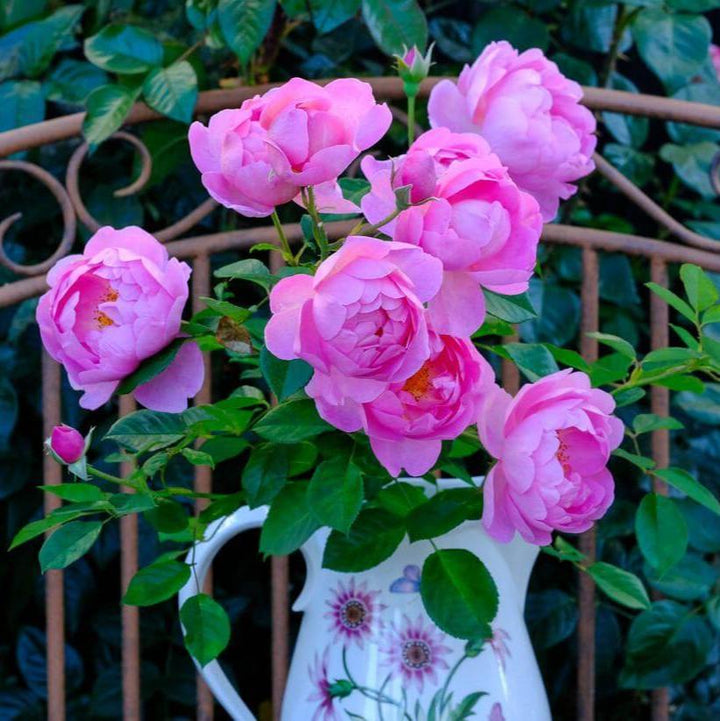 Royal Jubilee Trandafir Englezesc Floribunda butași trandafiri de grădină